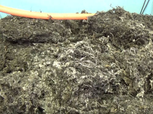 素干し原草水洗い工程